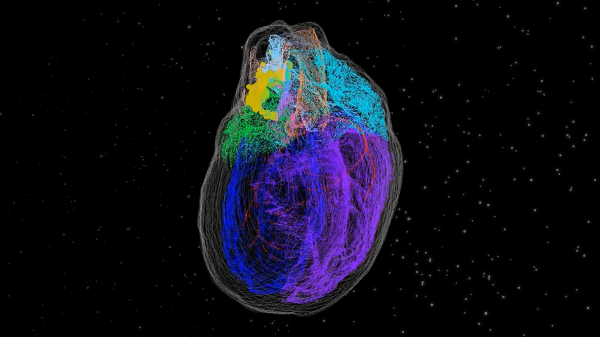 first 3d printed image of neural pathways in heart