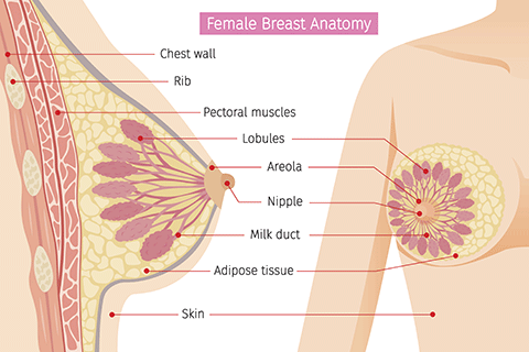 Female Breast Anatomy